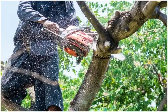 tree services Penn